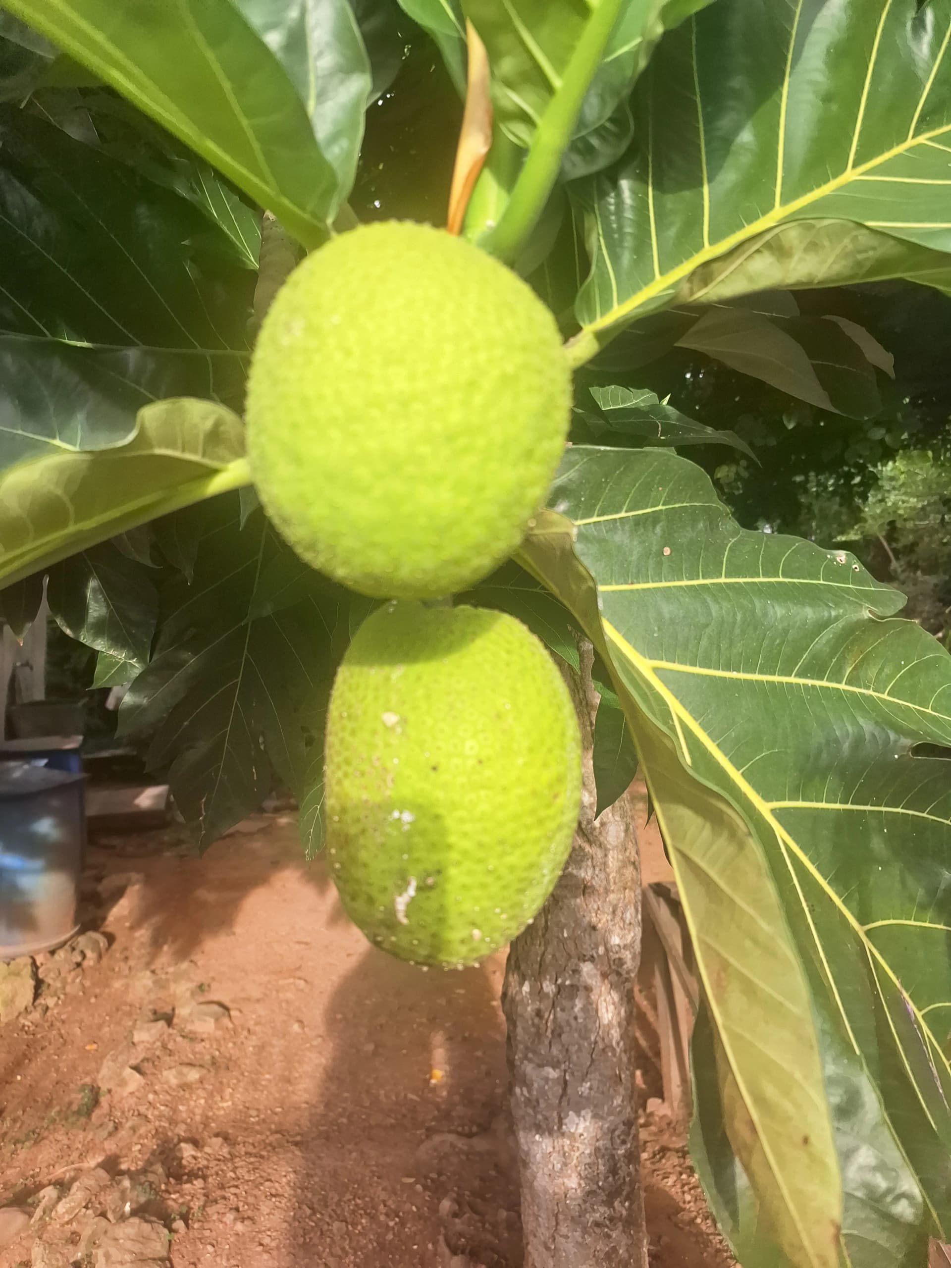 Breadfruit plant