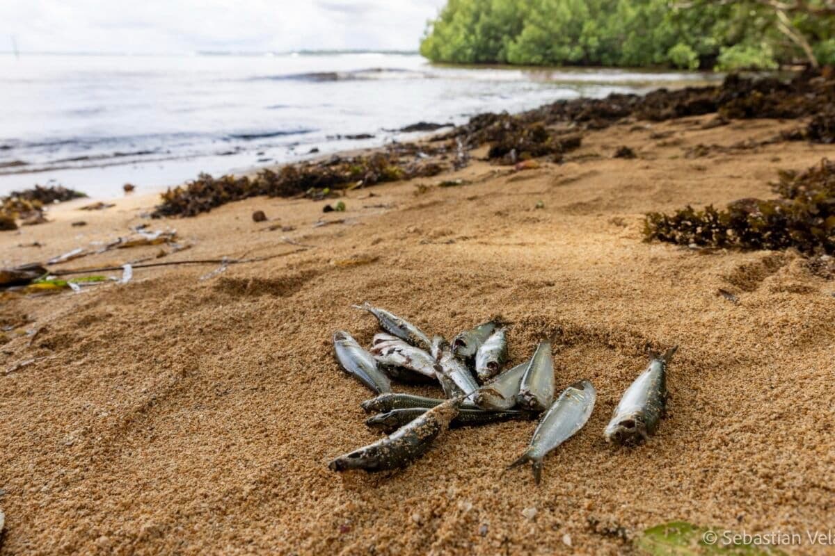 Fish on a beach in New Ireland Province. Image Sebastian Velasquez