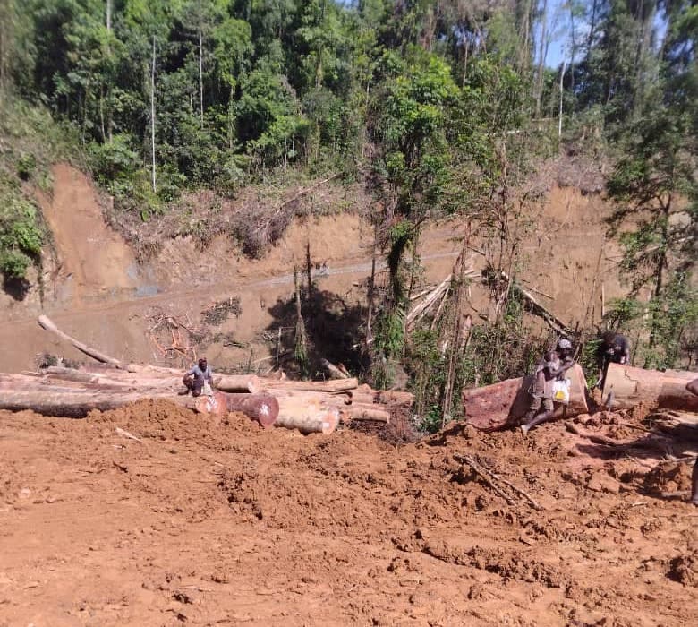 Logs and scarred landscape