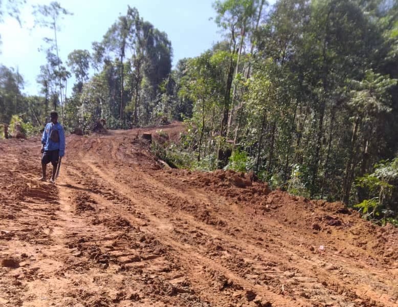 A temporary logging road carved through the forest by the logging company