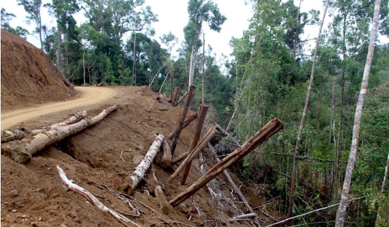 Logging on Sideia: Absolutely no political will