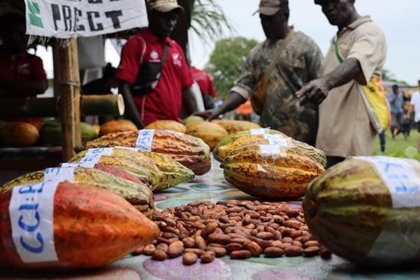 Our Land, Our Wealth: Cocoa's Golden Jubilee Lesson for Papua New Guinea