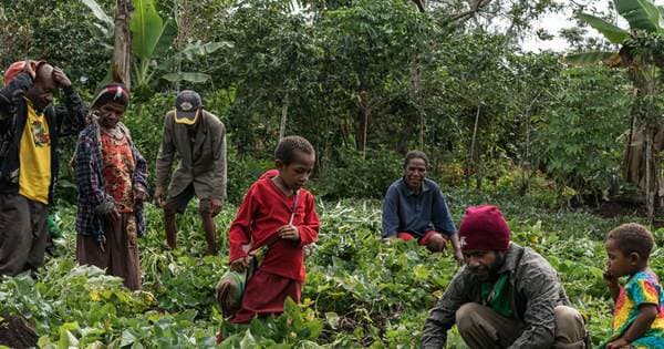 Our Land, Our Wealth: Cocoa's Golden Jubilee Lesson for Papua New Guinea